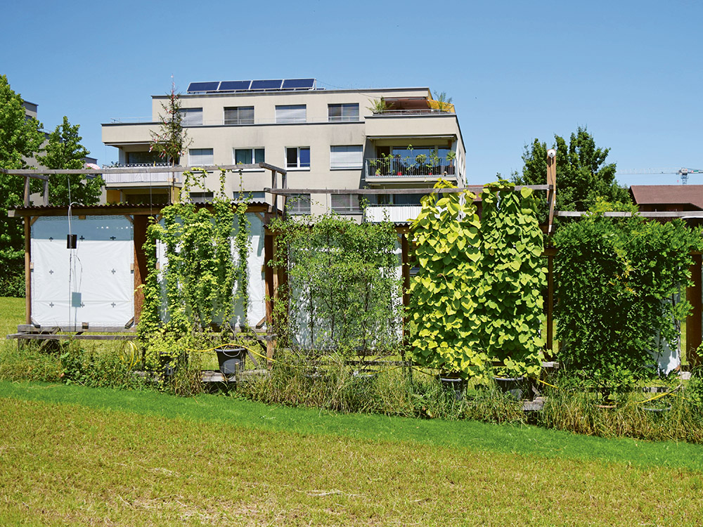 Mit dieser Versuchsanordnung hat ein Forscherteam der Hochschule Luzern die Verschattungswirkung begrünter Fassaden untersucht. (Bild: Kilian Arnold)